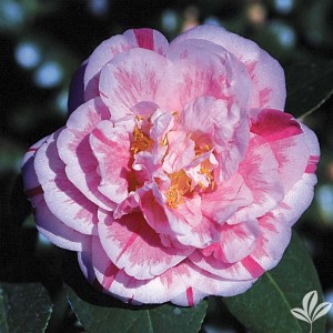 Herme Camellia, Hikarugenji Camellia, Brilliant Gem Camellia, Souvenir d'Henri Guichard Camellia, Camellia japonica 'Herme', C. j. 'Hikarugenji'